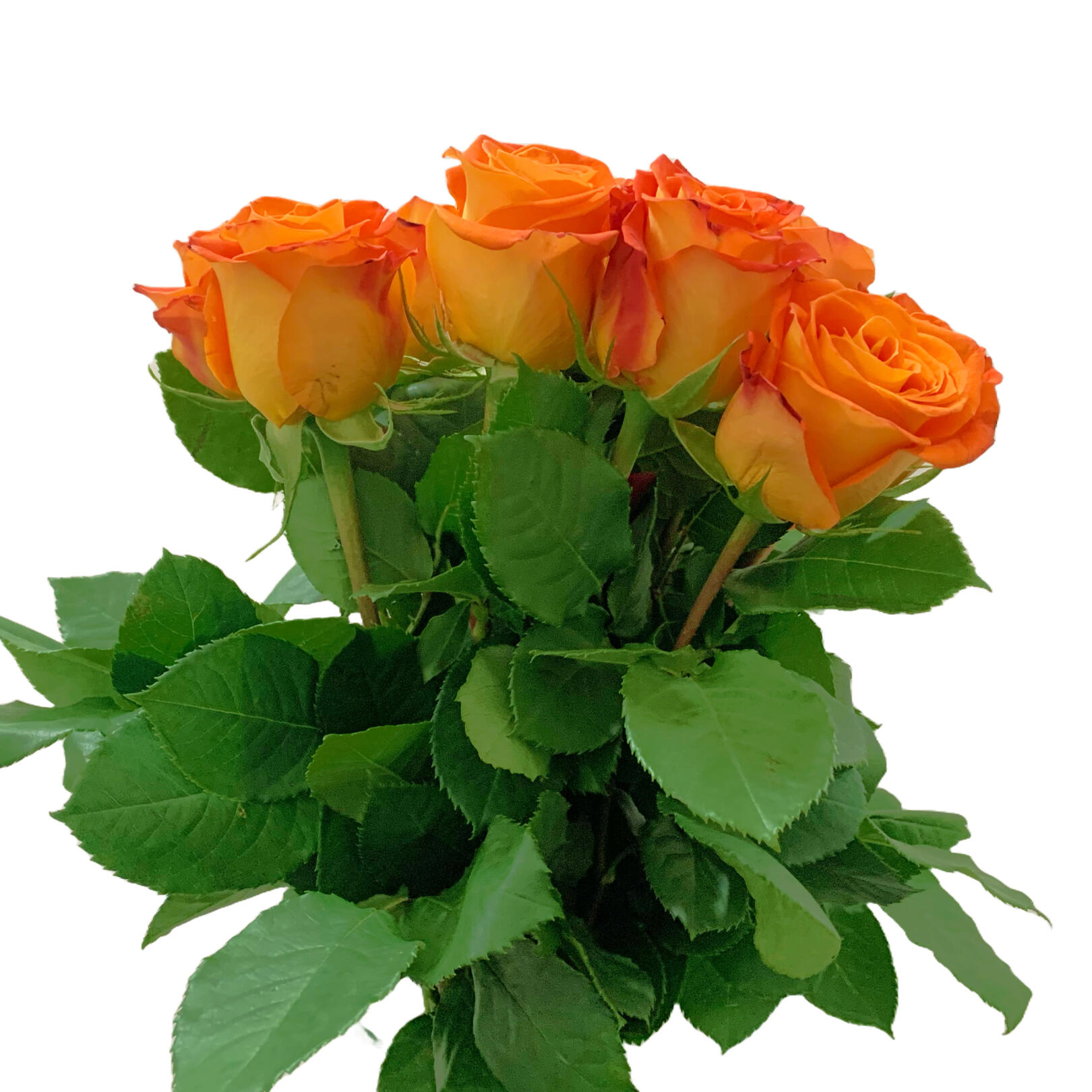 photo of roses